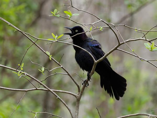 <h3><a href="/trips/orlando/biota/animalia/chordata/aves/040 passeriformes/124 icteridae/quiscalus major/quiscalus major-nl.html">Quiscalus&nbsp;major</a> / Boat‑tailed&nbsp;grackle / Bootstaarttroepiaal</h3>OM-1 met OLYMPUS M.40-150mm F2.8, 1/2000 sec  bij F5.6, ISO 6400, afstand 7.68&nbsp;m